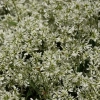 Euphorbia 'Star Dust® Super Flash' – wilczomlecz